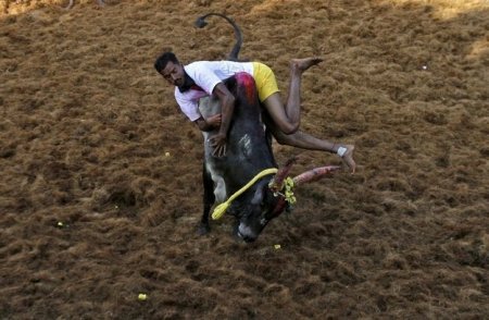 "Укрощение быка" Фестиваль тай-понгал в Индии.