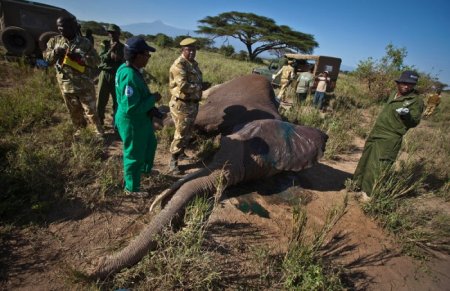 Отстрел африканских слонов