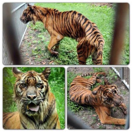 Зоопарк Сурабая, Индонезия. Ад для животных.