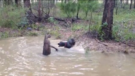 Храбрый кенгуру пытается утопить собаку нападающую на него 