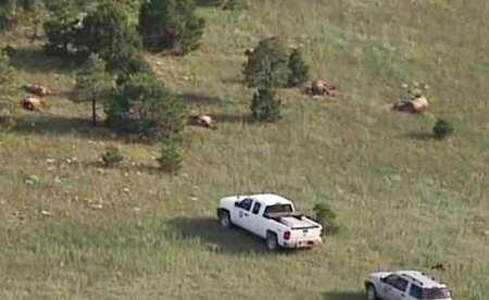 Страшное происшествие с оленями в Нью-Мексико.