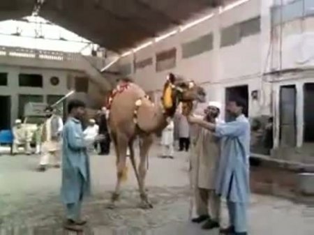 Верблюд убил своего палача