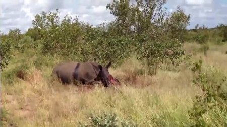 Носорог теперь без рога