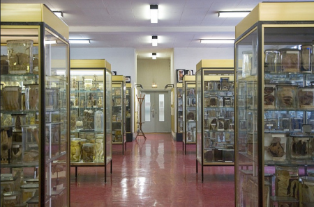 Музей Дюпюитрена
