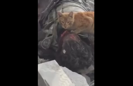 Кошка лакомится мёртвым солдатом 