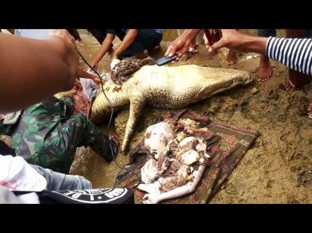 Крокодил сожрал ребенка