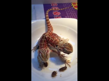 Двуглавая ящерица жрет тараканов на обед