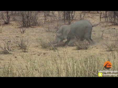 Слон убил буйвола