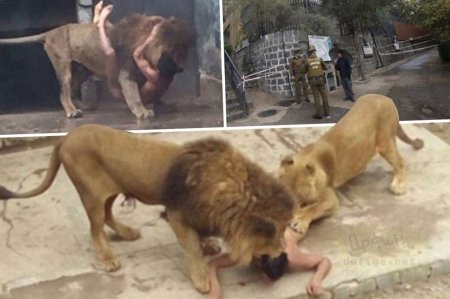 В чилийском зоопарке убили двух львов из-за самоубийцы