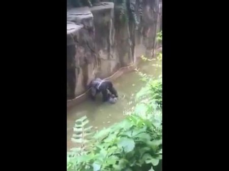В США горилла 10 минут таскала ребёнка по вольеру