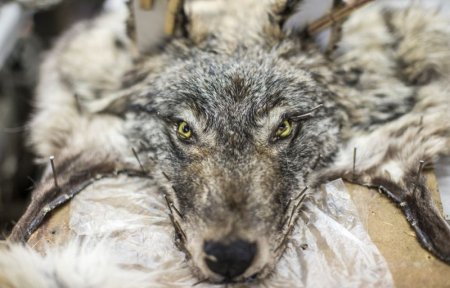 Из жизни сибирских охотников на волков