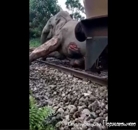 Поезд сбил слона 