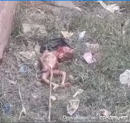 Новорожденный объеденный собаками 