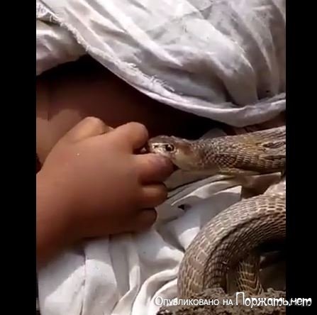 Мёртвый ребёнок с укусом ещё живой змии 