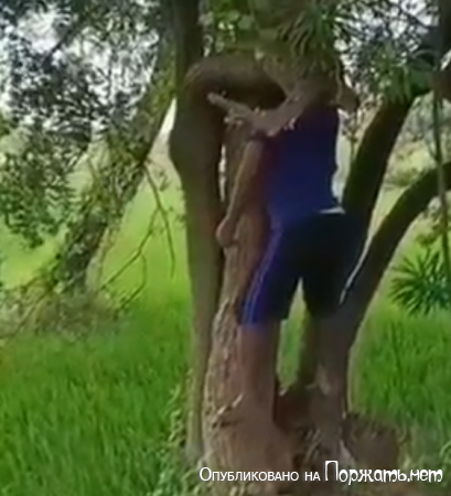 Удавился на дереве