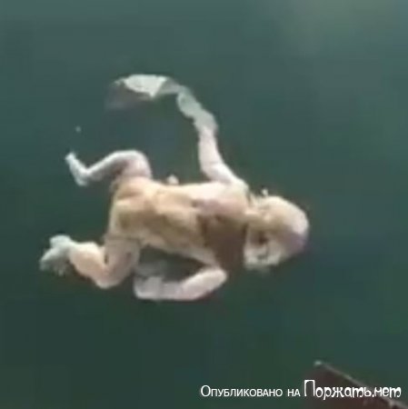 Труп новорожденного плавает в воде   