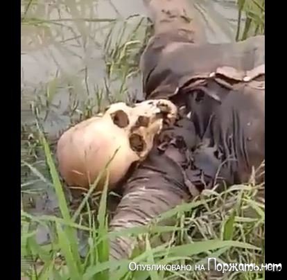 Скелетированный  труп в болоте,Индия 