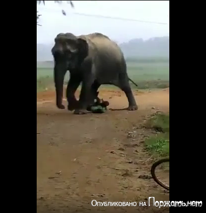 Слон давит человека 